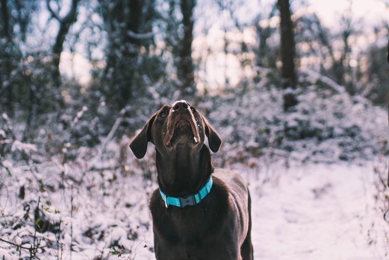 Dog wearing a nylon collar